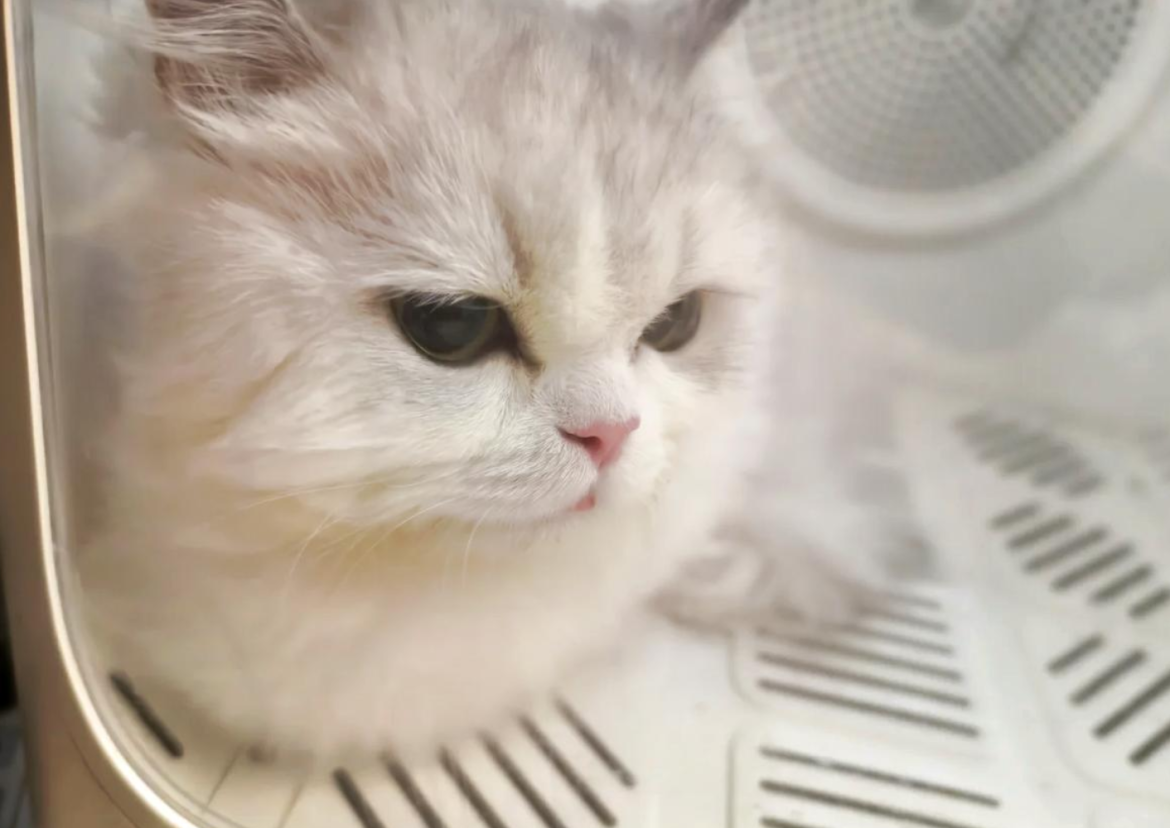 北京市上门宠物洗护_同城宠物上门服务